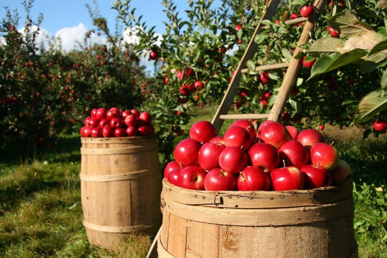 Houten tuinkonstrukties en tuinhout materialen voor doe-het-zelf projecten in Bussum